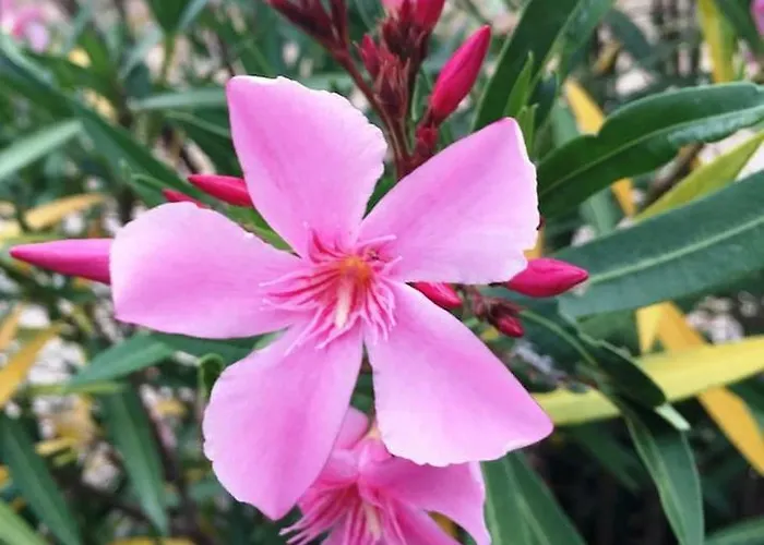 Seaside Vacation 4tuna בית נופש