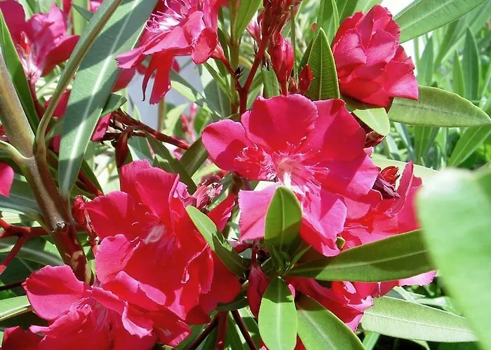 Seaside Vacation 4tuna * Pinezići